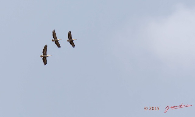 017 LOANGO 2 Tassi Savane et Oiseau Aves Pelican Gris Pelecanus rufescens 15E5K3IMG_106222wtmk.jpg